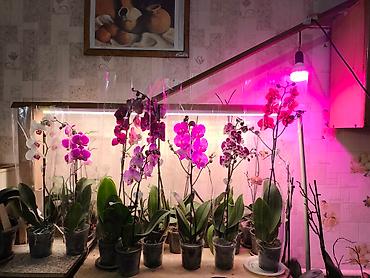 Другие товары для дома и сада: ОРХИДЕЯ ОРХИДЕЯ и ОРХИДЕЯ самое красивое и постоянно цветущий — 1