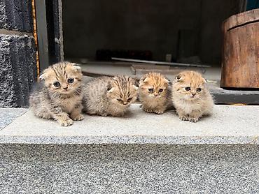 Мышыктар сатылат: Шотландские вислоухие котята (Scottish Fold), помёт из 4 малышей. - — 2
