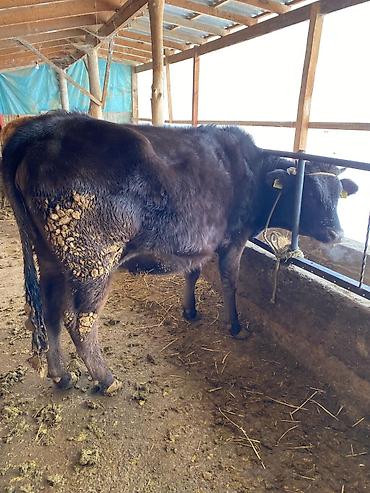 Коровы, быки: Продаю | Тёлка | На откорм, На забой, Для разведения — 3