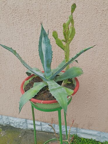 Baštenska dekoracija: Kaktusiviše vrsta i veličina, preuzimanje lično i dogovor — 7