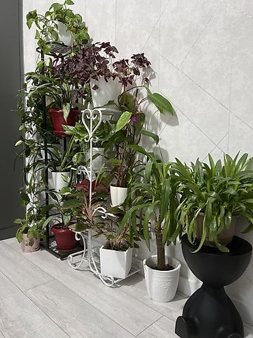 Драцены и Сансевиерии: Доставка по городу бесплатно . Адаптированные пересаженные Комнатные — 68