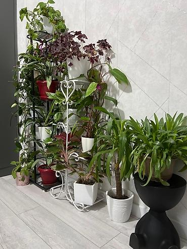 Монстеры: Монстера делициоза (Monstera deliciosa) – крупное — 38