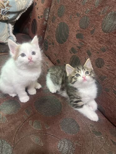 кошка с разными глазами: 2 месяца, Мальчик