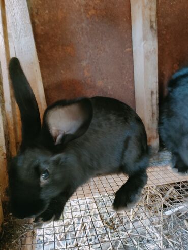 баран живой: Продаю крольчат 5 месяцев
общие количество 5 штук
500