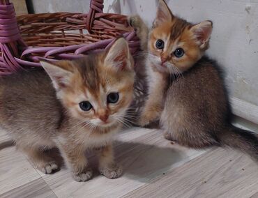 Pişiklər: Şotland, Erkək, Dişi, Yaxşı əllərə, Ünvandan götürmə — 13