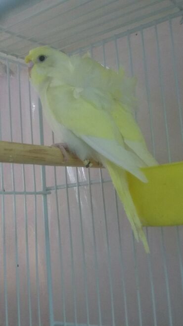 Tutuquşları: Yaponiclər və yaponicdən dömmələr — 18