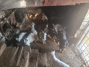 kənd təsərrüfatı heyvanları: Satılır: yerli keçi sürüsü - Növ: yerli dağ/əlik keçiləri (qarışıq — 4