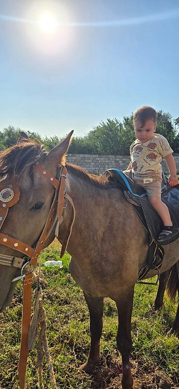 cins buzovların satışı: Salam tecili satlir deye bu qiymete verem yorgada gedir caparaqda — 2