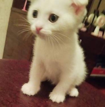 цена вислоухих котят: Шотландские котята (вислоухие и прямоухие) белого и бело-рыжего — 1