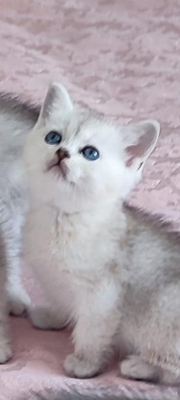 Pişiklər: Şinşilla — 4