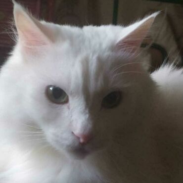 турецкая ангора кошка: Большой, красивый, турецкий ангор. Возраст пять лет. Кастрирован