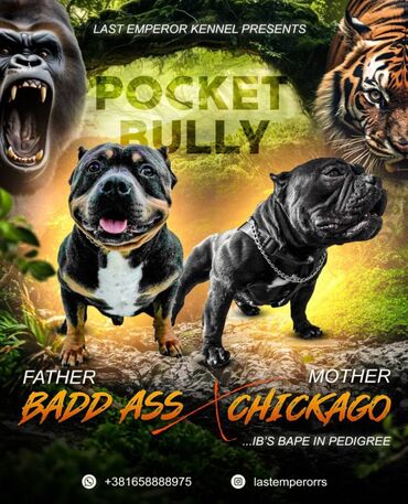 Psi: Na prodaju vrhunski štenci Pocket American Bully x Micro American