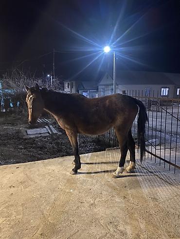 Лошади, кони: Продаю | Кобыла (самка) | Полукровка, Английская | Для разведения, Конный спорт — 6