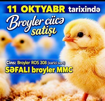 it satisi: Toyuq cücələri, Ətlik — 1