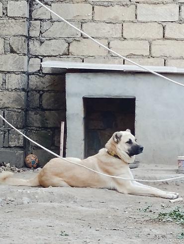 it adlari xarici: İt – böyük cüssəli, açıq-bej rəngli, qısa tüklü, qara maskalı baş — 4