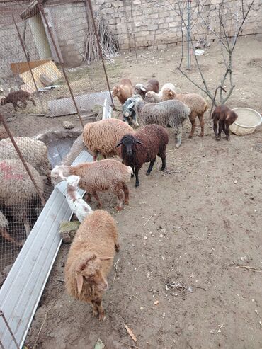 Qoyunlar, qoçlar: Məhsul: Qoyun və quzular Qoyun balası ilə satılır cəm 13 qoyun 13 — 16