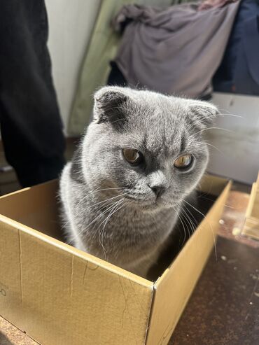 Продажа кошек: Скотиш Фолд (Шотландская вислоухая), 8 месяцев, Мальчик, Серый, Приучена к лотку, С прививками