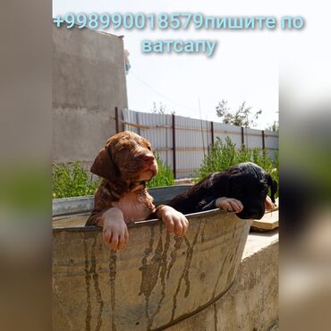 продажа щенков немецкой овчарки в бишкеке с документами: Питбуль, 2 айлык, Эркек, Ит тегин тастыктоочу документ
