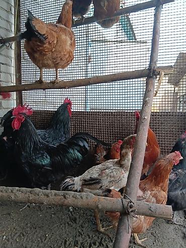 Птицы: Продаю — 3