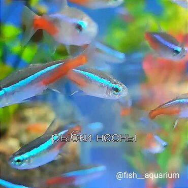 рыбка аквариум: Рыбки неоны
(Всего у нас более 40 видов рыб, на выбор)