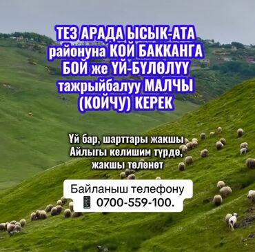 Пастухи: Требуется Пастух, Оплата Сдельная, Обучение