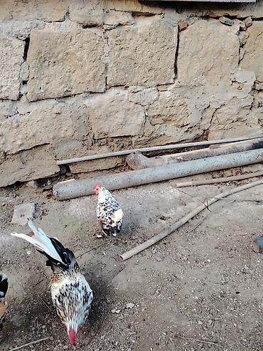 Xoruzlar: Yaponkalar satılır ünvan Əmircan — 19