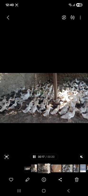 qaşqaldaq quşu: Salam. Ördəklər satılır. Gəncə şəhəri çatdılma ödənişli. Yada ünvandan
