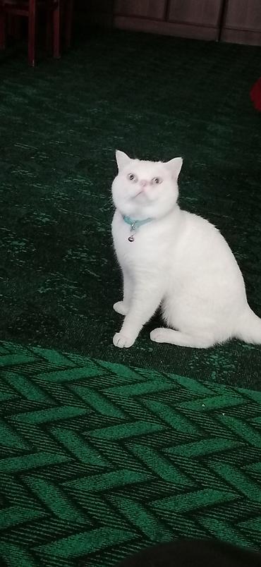 etibarli əllərə pişik: Britan, Erkək, Yaxşı əllərə, Ödənişli çatdırılma — 6