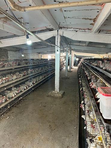 Продажа сельхоз предприятий: Продаю действующий бизнес птицефабрику вместе с курами, полностью — 7