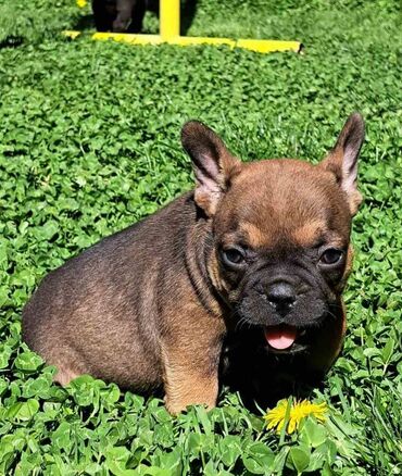 Psi: Prelepi štenci francuskog buldoga na prodaju. Očišćeni od parazita i na lalafo.rs — 19 Psi: Prelepi štenci francuskog buldoga na prodaju. Očišćeni od parazita i — 19