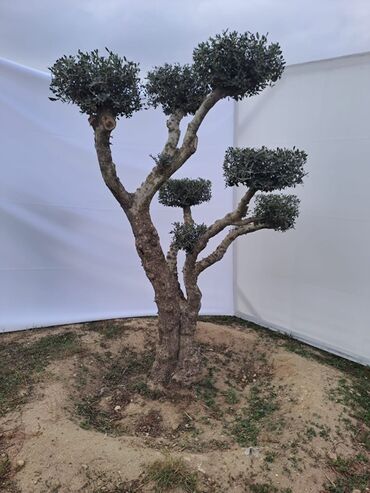 Ağaclar: Bonsai formalı zeytun ağacları – bağ və landşaft üçün Məhsulun — 5