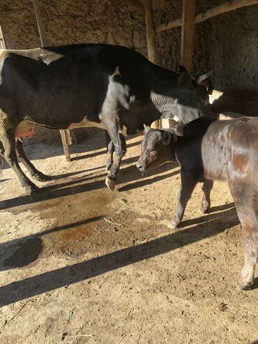 порода коров швиц: Продаю | Корова (самка), Музоо, торпок | Для разведения, Для молока