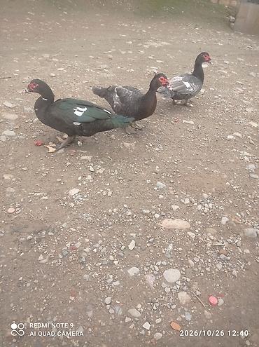 lavanda ördeyi: Erkək, | Lal ördək, Damazlıq — 2
