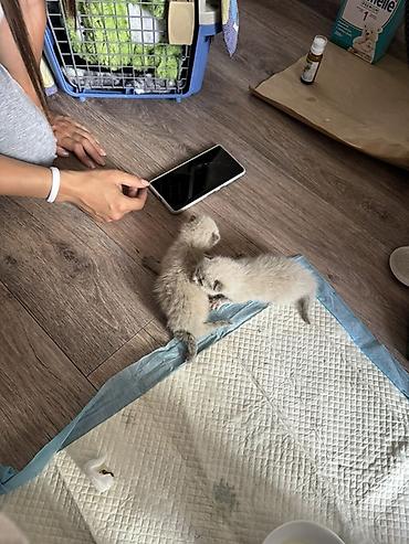 собаки щенки: Отдам в хорошие руки!!!!! Котята породы сиамские, дымчатые — 3