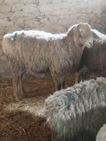 Другие животные: Козу кочкор сатылат 8 баш 7.8.Айлыктар Крук 19минден жакшы куйрукту — 4