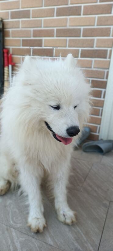 itler ucun: Samoyed, 3 ay, Erkek, Peyvəndli