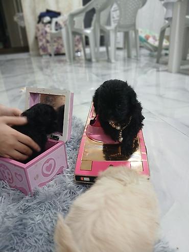 İtlər: Pudel, 2 ay, Dişi, Sənədli, Pulsuz çatdırılma — 11