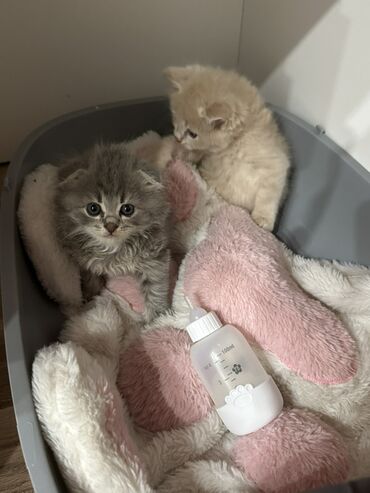мейн кун бишкек питомник lyubushka купить котенка цена фото: Скотиш Фолд (Шотландская вислоухая), 2 месяца, Девочка, Серый, Приучена к лотку, Проглистована