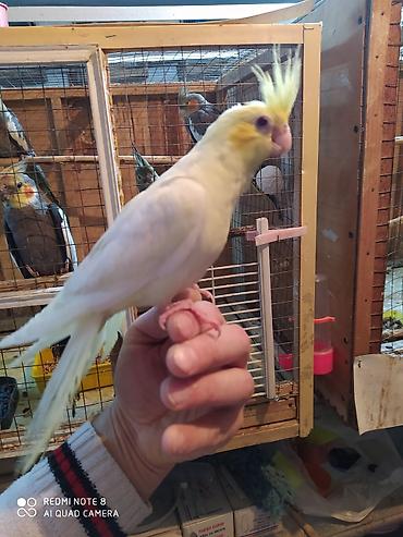 Tutuquşları: Salam. TAM SAĞLAM VİTAMİNLƏR PROFESSİONAL BİT DƏRMANİ VURULUB VƏ — 30