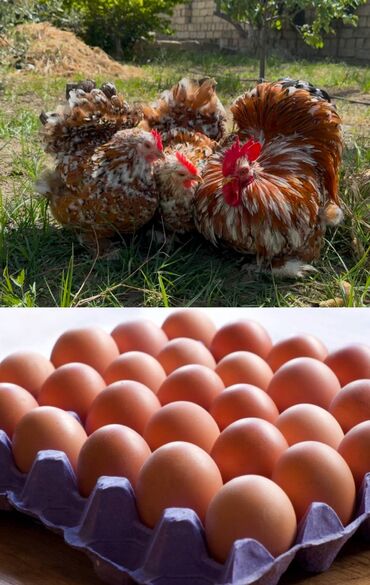 продажа животных в баку: Toyuq, Damazlıq, Ünvandan götürmə