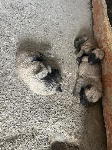дамашный курица: Бельгийская овчарка, 1 месяц, Самка — 3