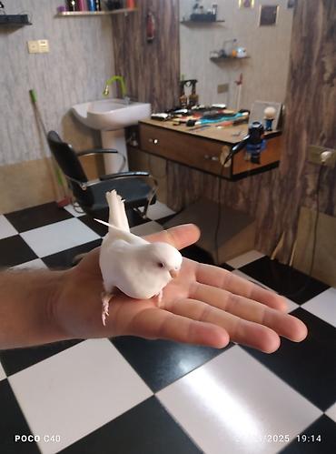 Tutuquşları: Korella 35 manattan bozlar sarilar 45-50 Azn qefesde var 15-20 Azn — 17