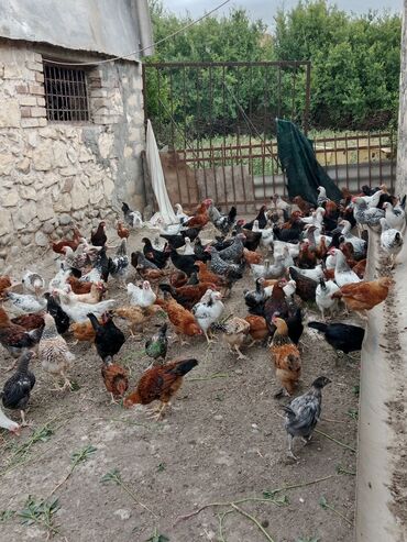 Коровы, быки: Yerli kənd beçələri göy ve buğdayla baxılıb seçmə 10 manat hamsı bir