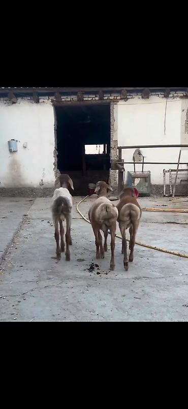 heyvan yemlərinin satışı: Qoyun – 3 baş, quyruqlu (yağlı quyruq) cins - Say: 3 baş gənc qoyun - — 3