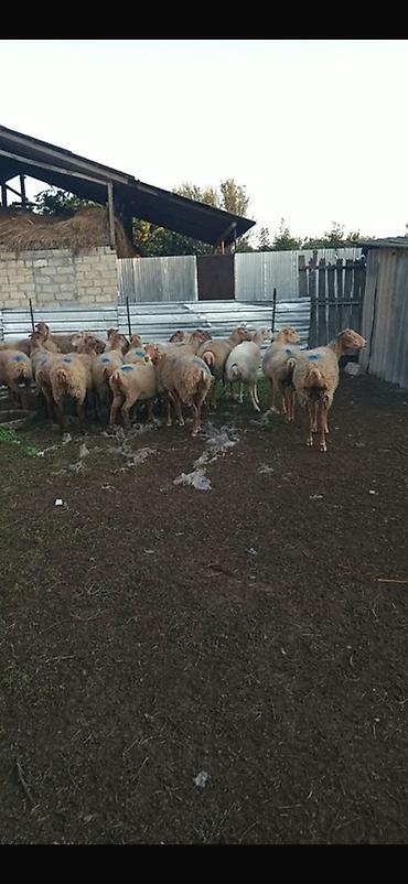 cucələrin satisi: 20 Baş Boğaz BEYLƏQAN Sort Qoyunlar Satılır Ünvan Göyçay Rayonu — 2