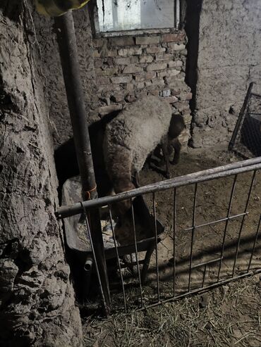 Бараны, овцы: Продаю | Овца (самка) | Для разведения | Матка — 12
