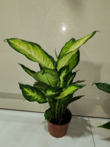 su dalgasi: Dieffenbachia (Dumb Cane) otaq bitkisi – dekorativ, iri, mərkəzi