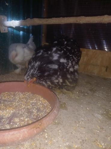 Куры, петухи: Продаю | Куры | Для разведения — 11