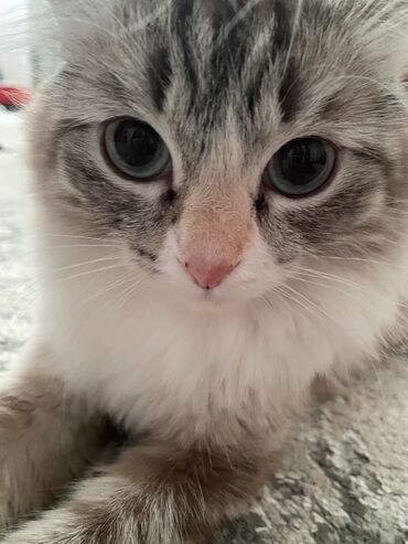 котята сибирской кошки купить: Сибирь, 1 жаш, Ургаачы, Боз, Лотокко барууга үйрөтүлгөн