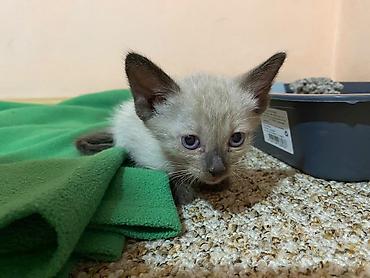 Отдам даром кошку: 1 месяц, Мальчик at lalafo.kg — 4 Отдам даром кошку: 1 месяц, Мальчик — 4